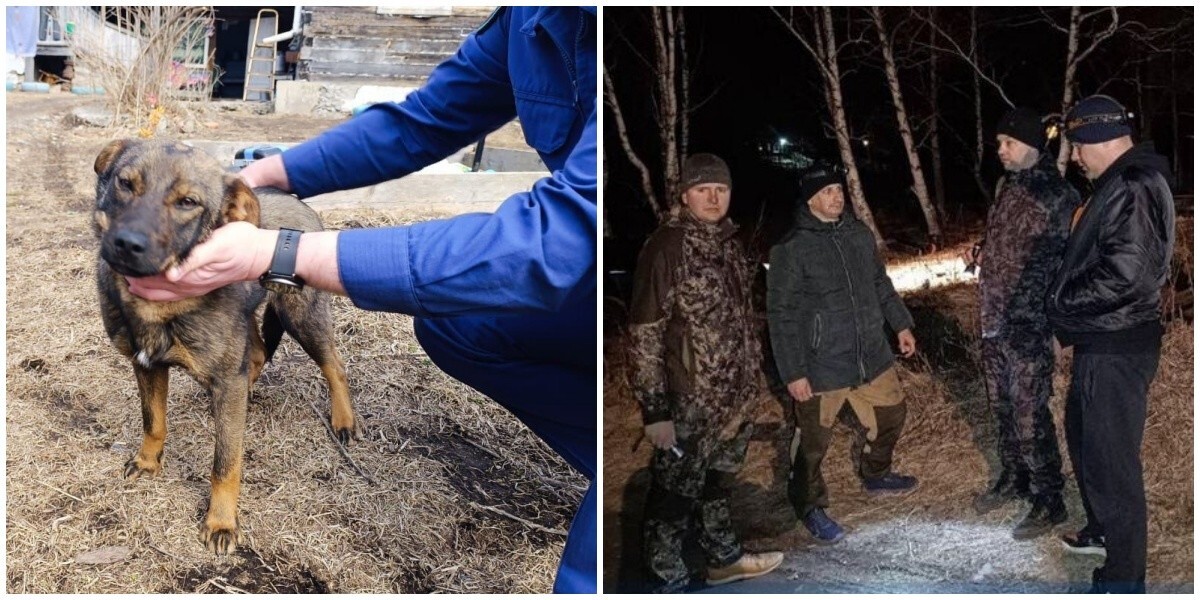 Собака спасла маленького мальчика, который провел в лесу в Приморье всю ночь