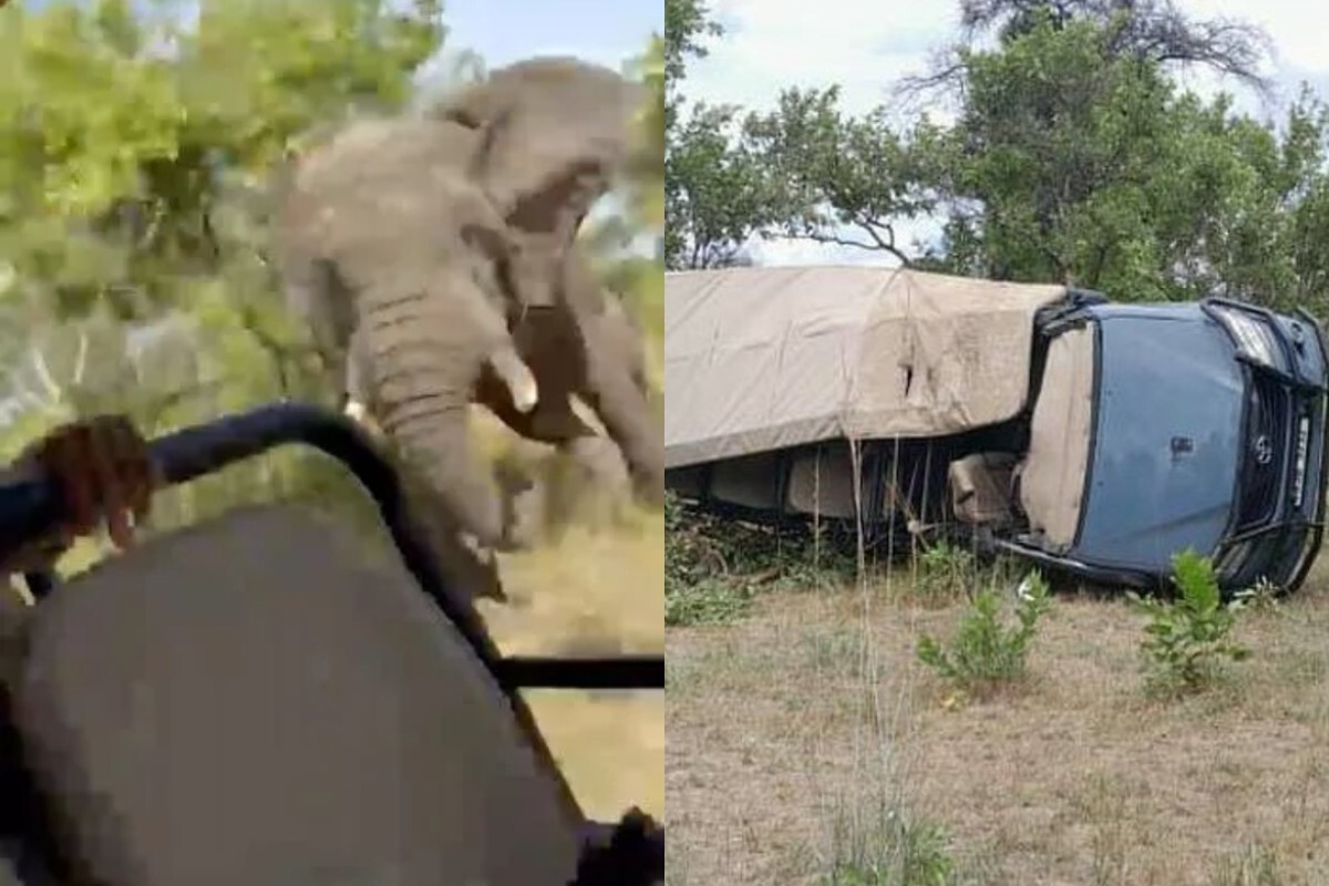 В Замбии дикий слон напал на туристов, погибла пожилая американка