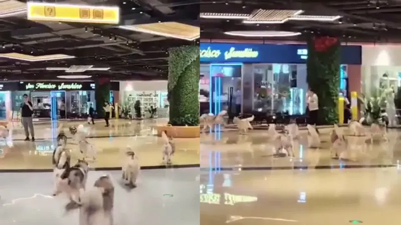 В Китае сотня хаски сбежала из зоокафе, чтобы прогуляться по торговому центру