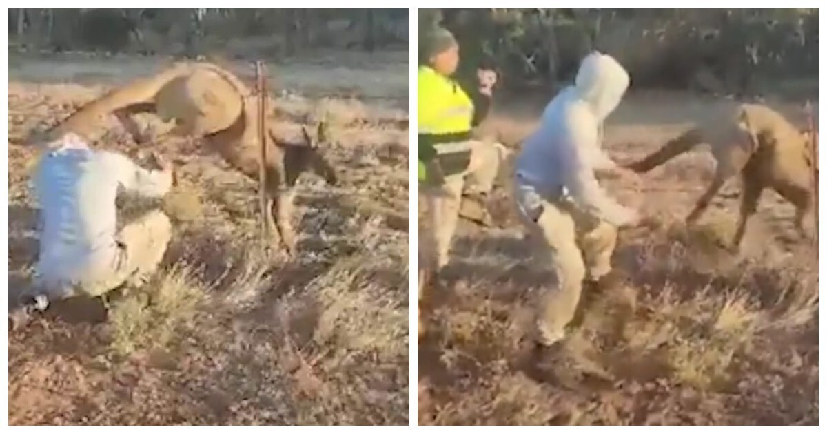 «Мужики, спасибо!»: спасение кенгуру, застрявшего в проволочном ограждении