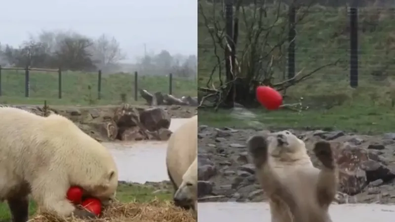 Белые медведи играют с мячом