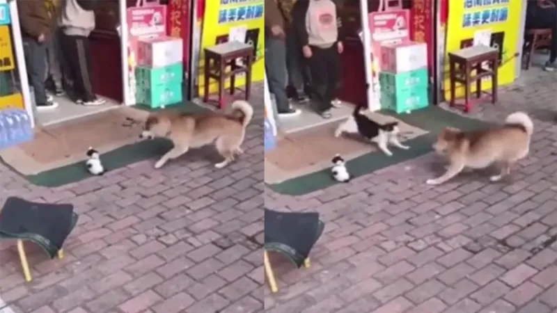 Кошка прогнала пса, облаявшего её котёнка