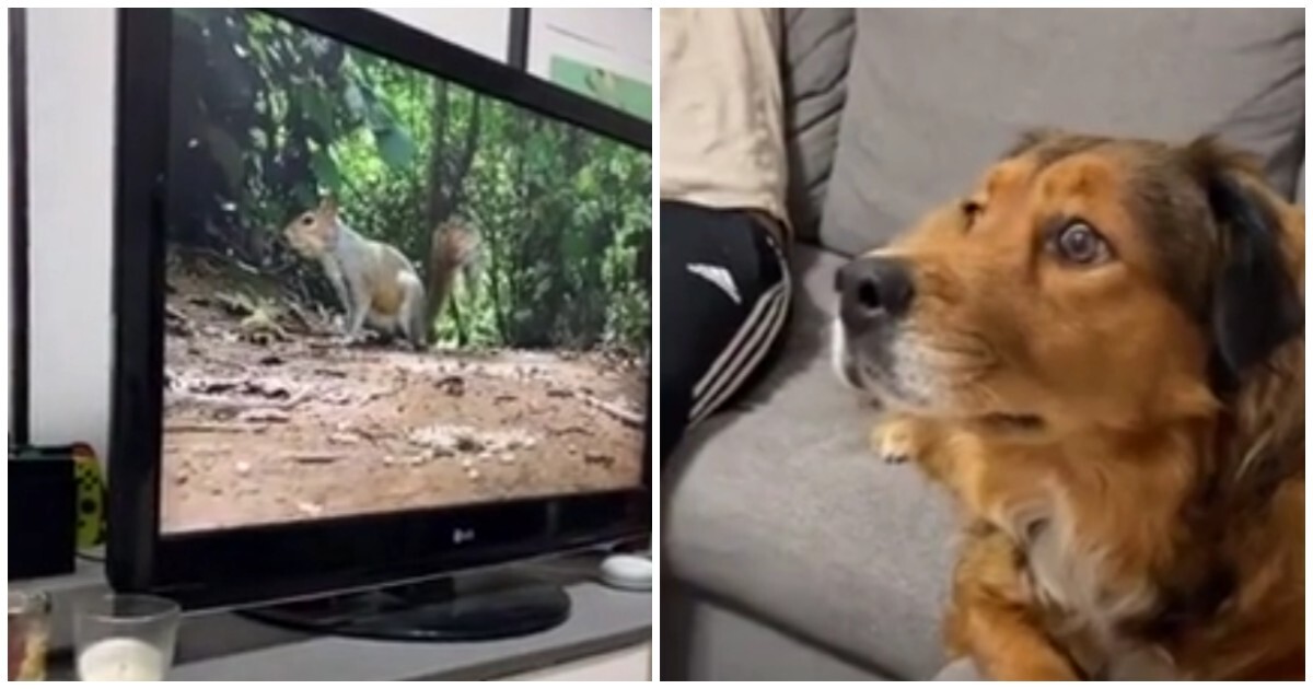 Пса шокировала белка в телевизоре