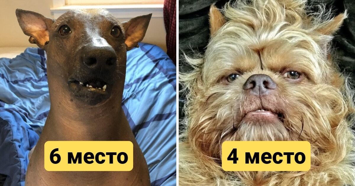 Не вышли мордой: 10 пород собак, которые по мнению обычных людей являются самыми некрасивыми