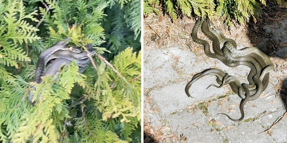 «Чьи подруги?»: набережную в Пинске захватили ужи — змеи даже висят на деревьях