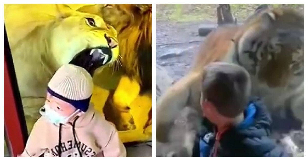 Большие кошки пытаются атаковать детей в зоопарках