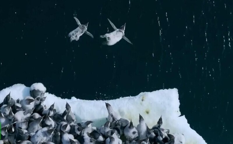 Сотни пингвинов совершили первый прыжок в&nbsp;воду с&nbsp;огромного ледника