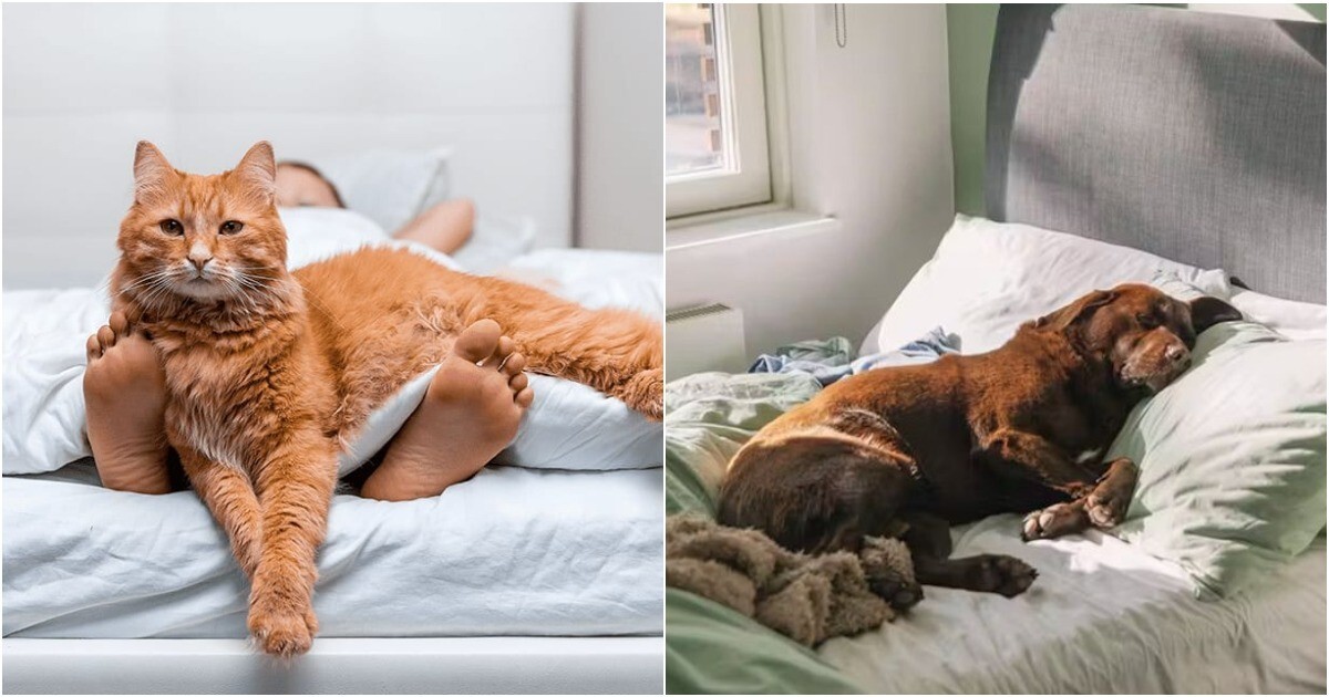 Спать с собаками менее полезно, чем с кошками