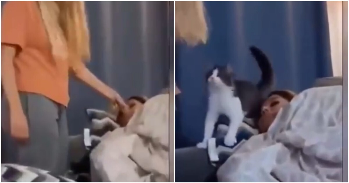Кошка не позволила девушке подшутить над хозяйкой