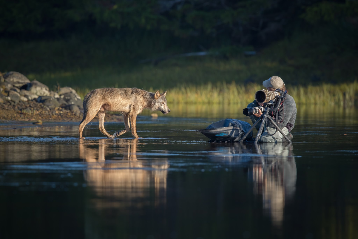 Где в России на самом деле можно встретить волка?