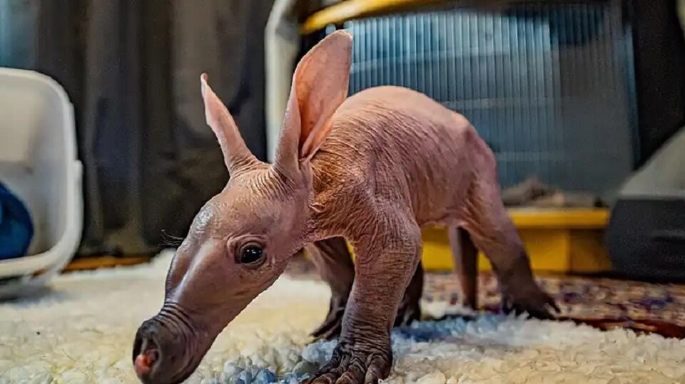 В Англии произошло "чудо": впервые за все время в местном зоопарке родился детеныш трубкозуба