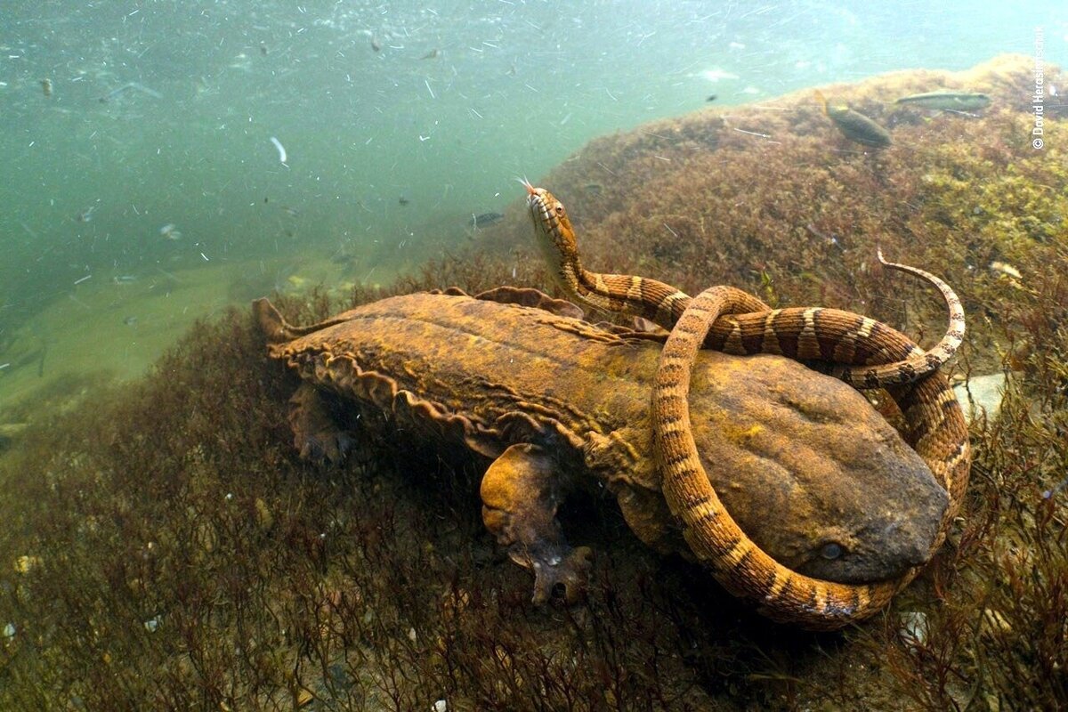 Они поедают змей и друг друга: жизнь саламандр-гигантов из тайных рек и озёр Америки