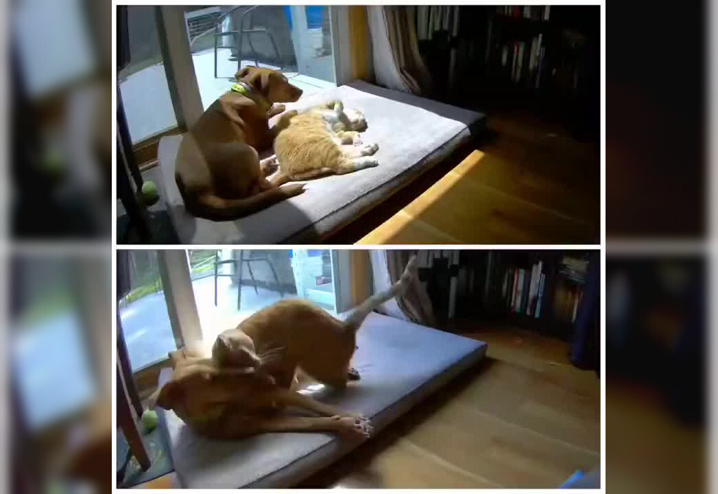 На камеру попала наглядная разница в поведении собак и кошек друг с другом