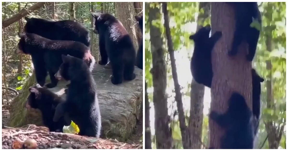 Медведи быстро забрались на дерево