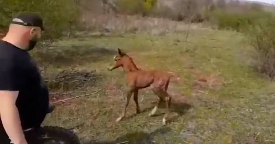 В Северной Осетии спасли жеребёнка, провалившегося в колодец