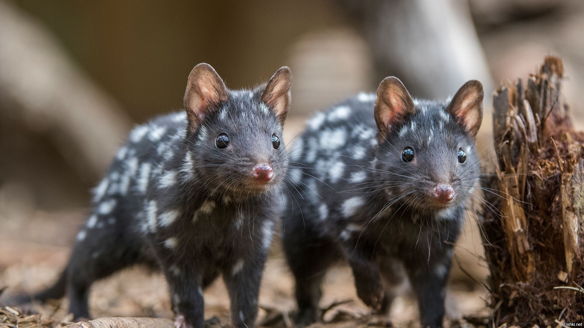 Тасмания • крапчатая сумчатая куница