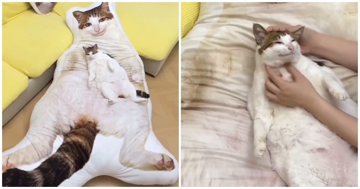 В Китае стали популярны гигантские подушки в виде домашних животных