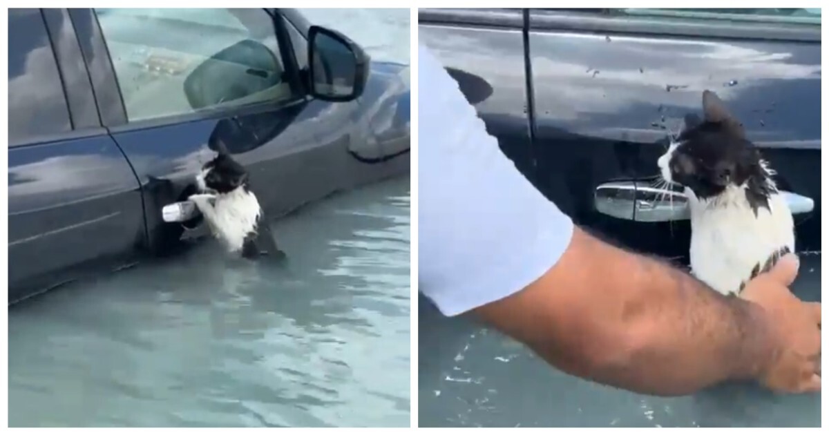 Полицейские спасли кота, который повис на ручке двери автомобиля во время наводнения