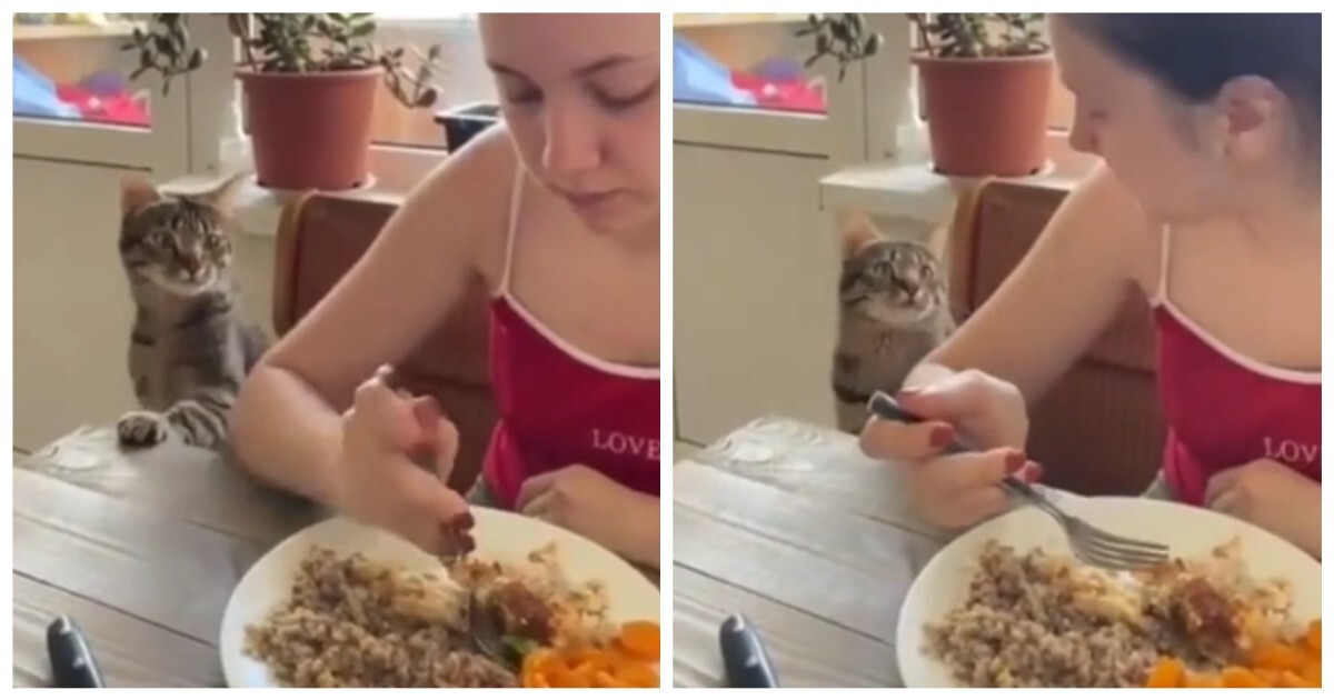 Котик просит хозяйку поделиться с ним едой