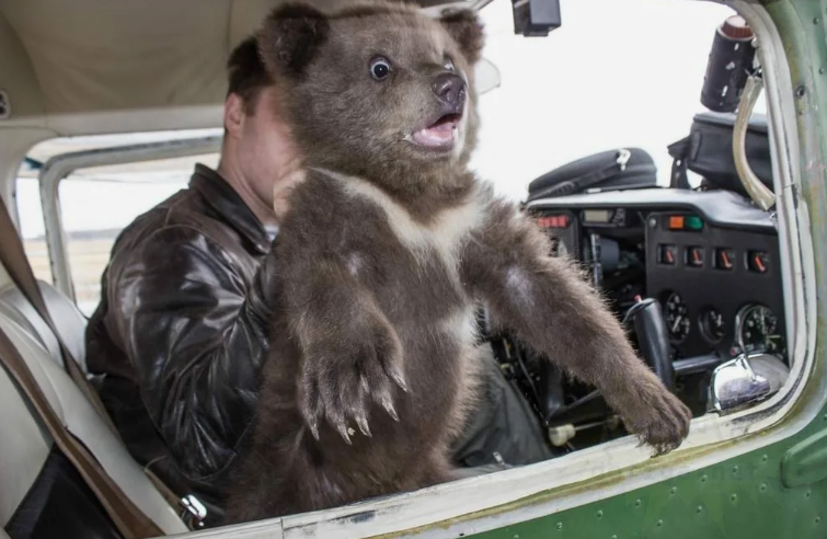"Он всё понимает как человек": как медвежонок стал самым преданным другом целой группе пилотов