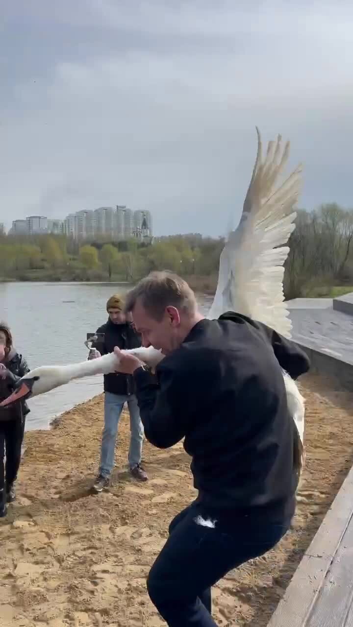 На водоемы московских парков возвращают лебедей