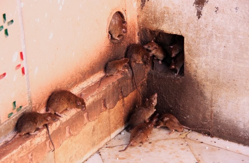 В Челябинской области пансионерка развела дома сотни крыс думая, что это мангусты