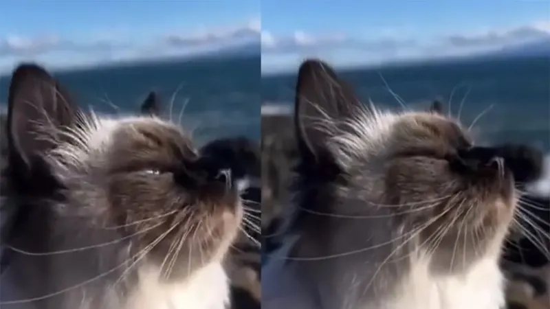 Кот наслаждается морским воздухом