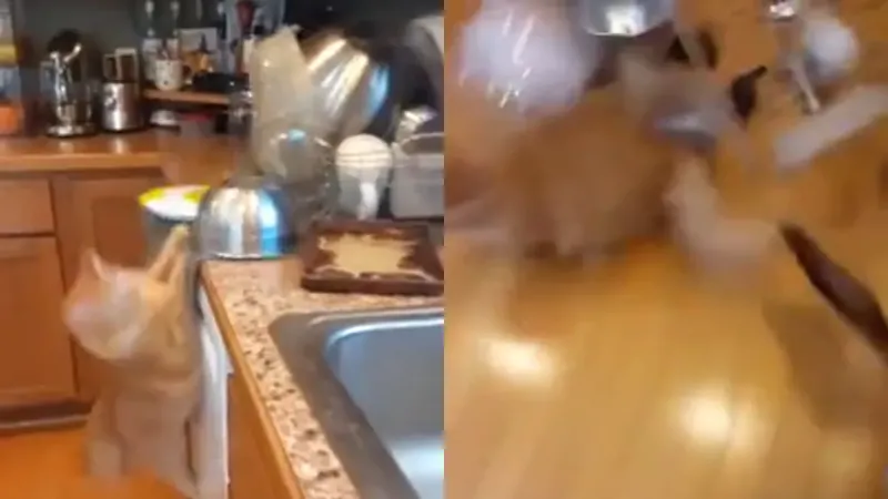 Неуклюжий кот устроил беспорядок на кухне
