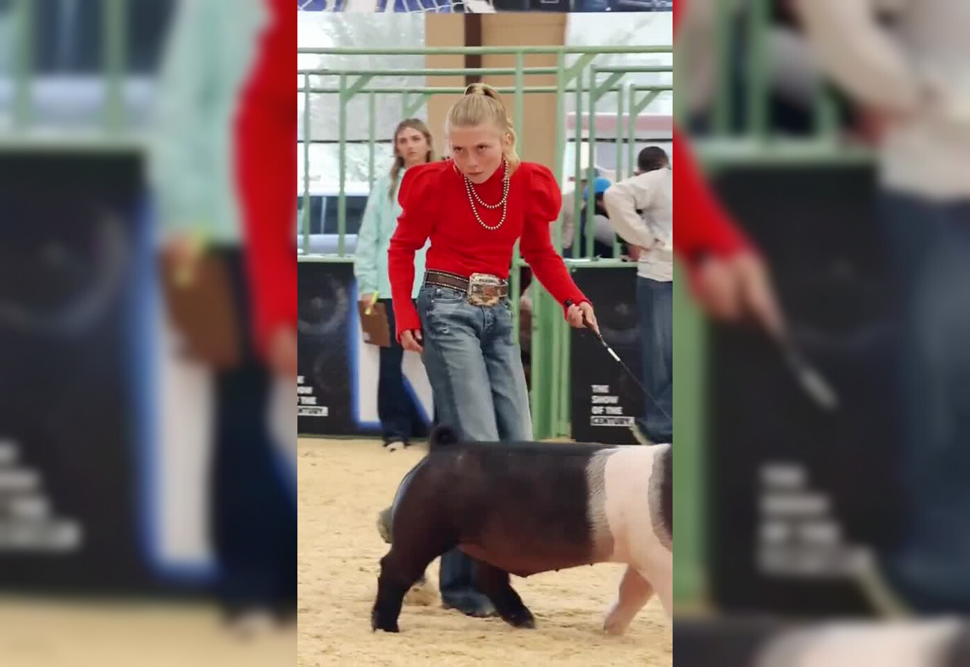 Смешное и странное соревнование по выпасу свиней в США