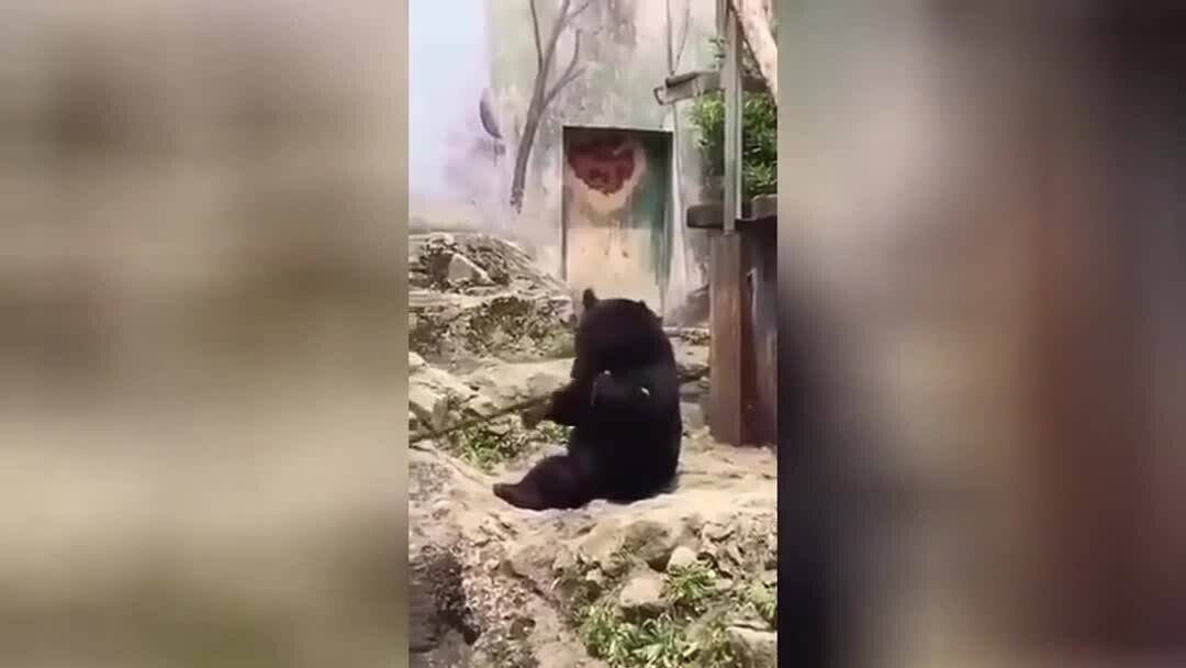 Медведь, решивший встать на путь воина
