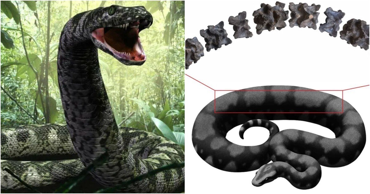 Найдена окаменелость самой крупной змеи в мире