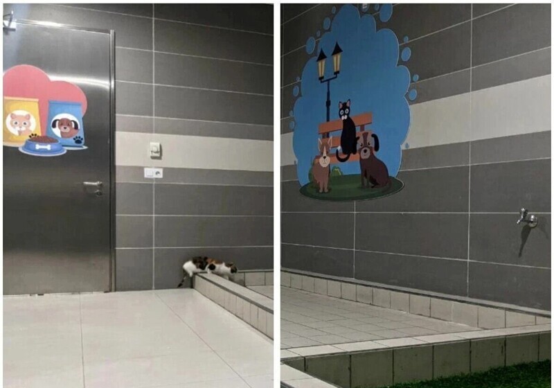 В&nbsp; аэропорту Стамбула есть специальный туалет для&nbsp;домашних животных