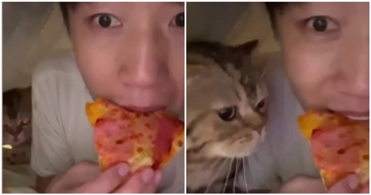 Кот обнаружил, что хозяин ест пиццу без него