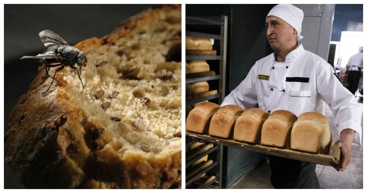 «Это нормально и даже полезно»: в России стали печь хлеб с добавлением протеина из мух