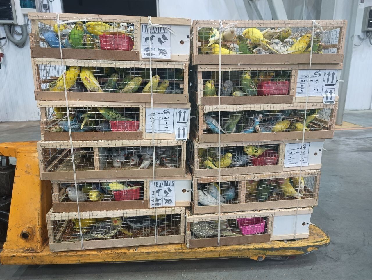 Надеялись, не заметят:  десятки редких попугаев перехватили таможенники в аэропорту Жуковский