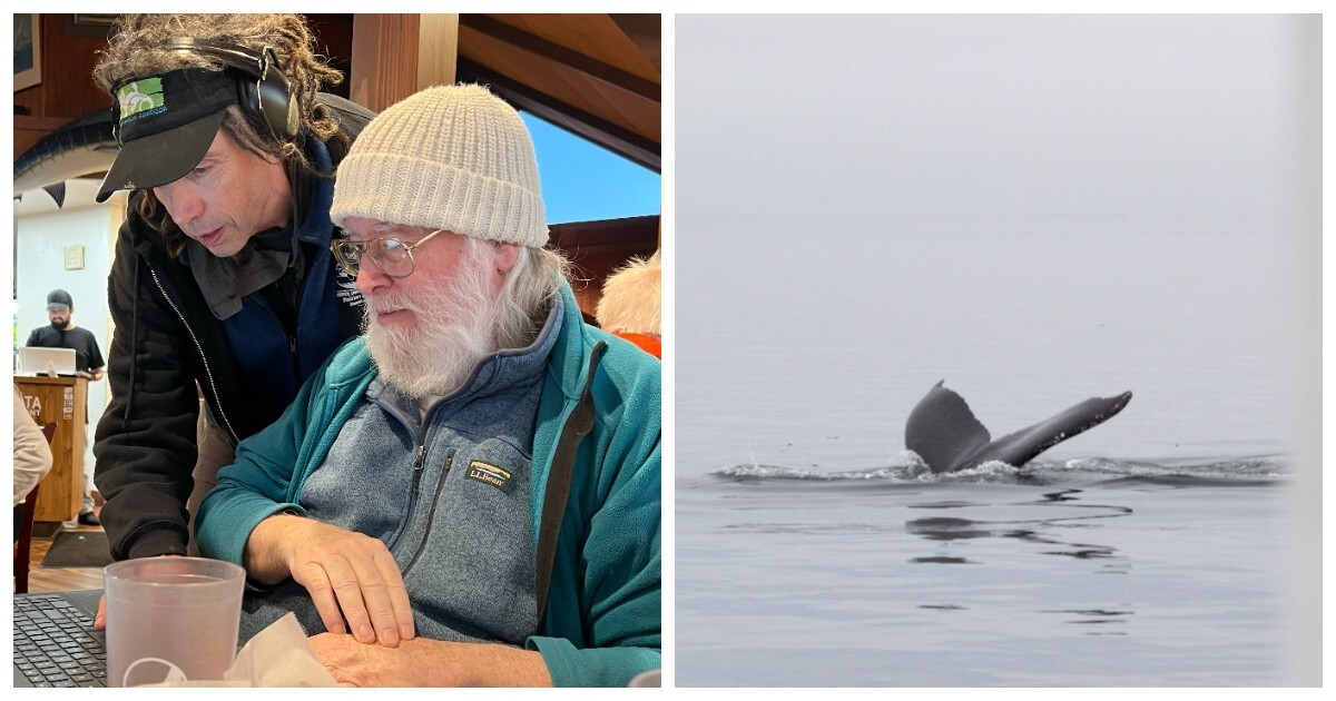 Учёные сумели пообщаться с горбатым китом на его языке