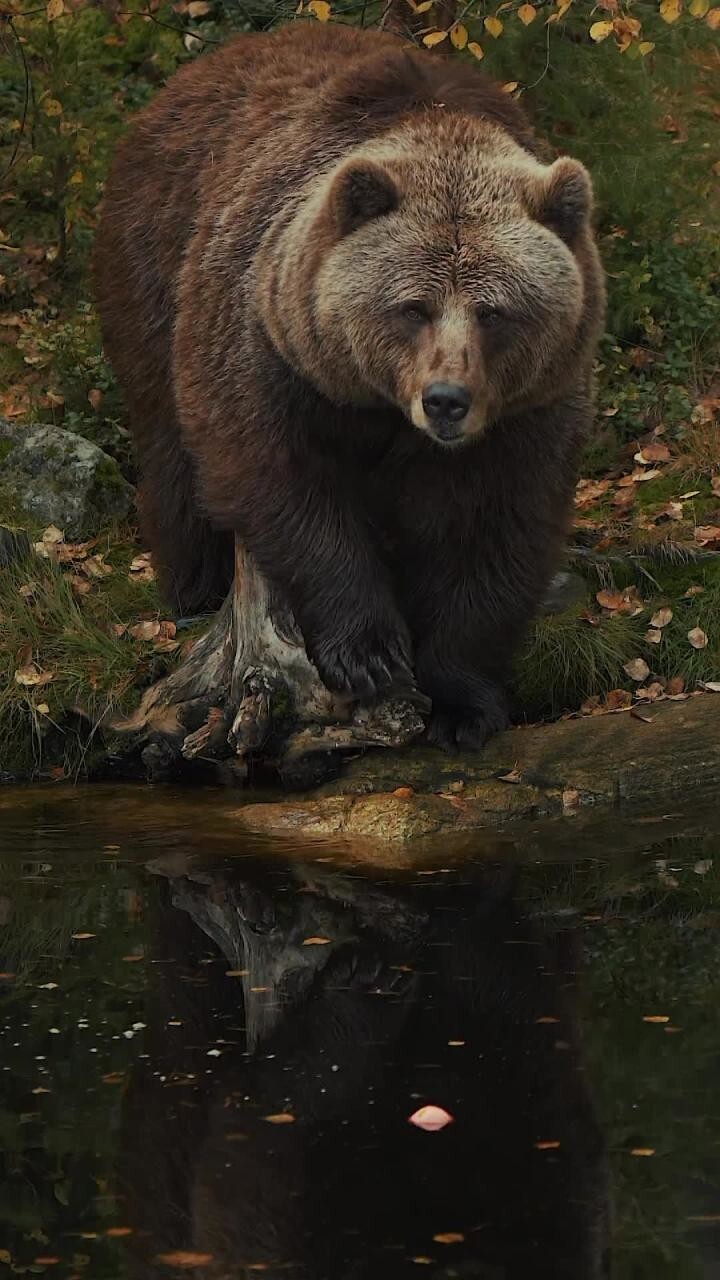 Бурый медведь - это самый крупный хищник, обитающий в лесу; его вес может пре...