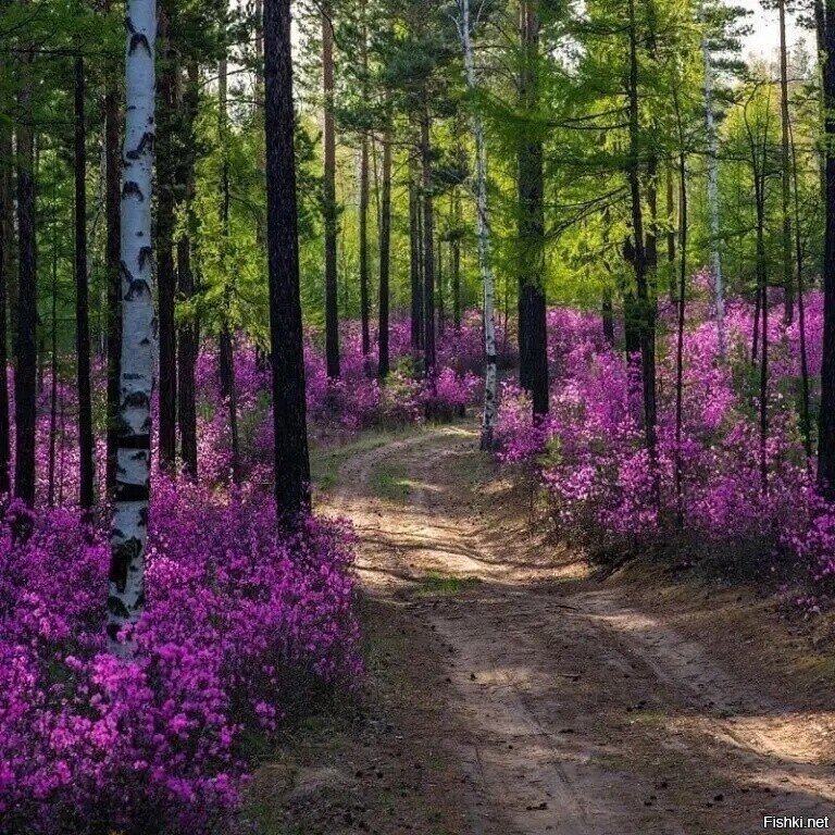 «Дорога в багульниковом лесу»