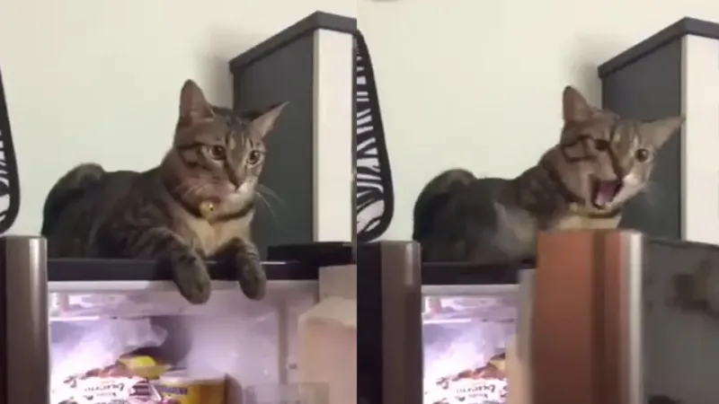Кот не даёт хозяйке закрыть холодильник