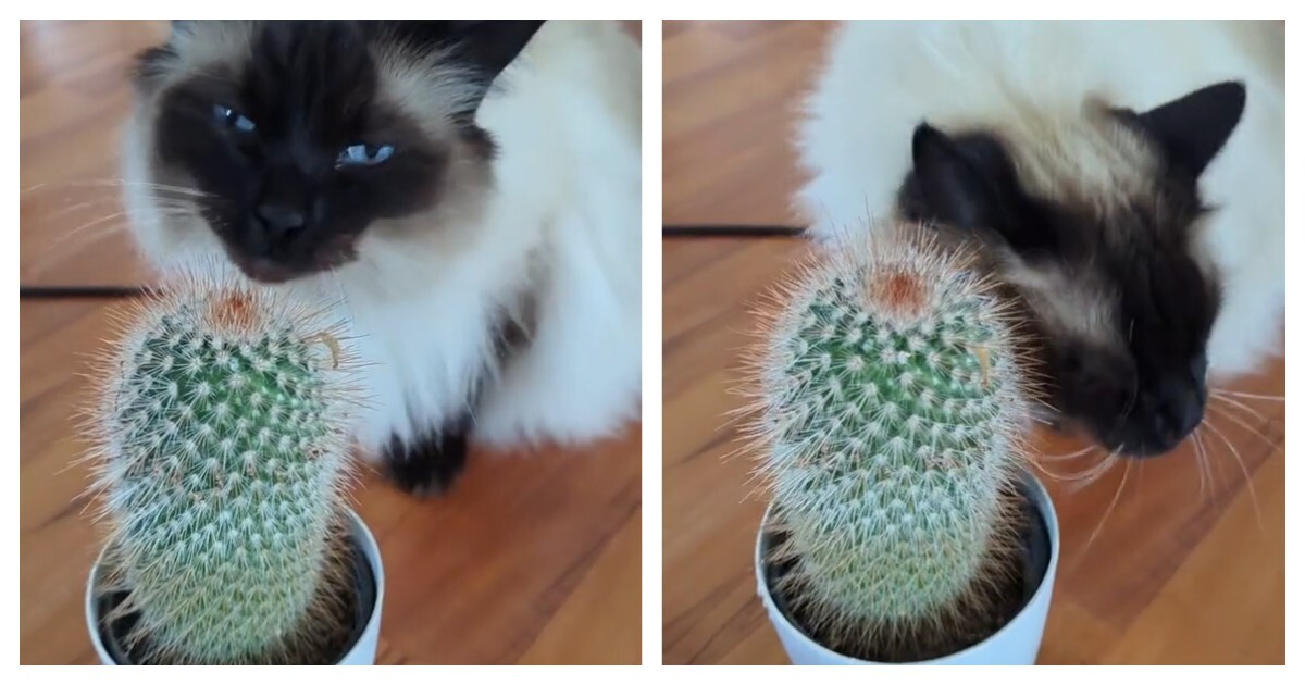 Кот использует кактус в качестве чесалки