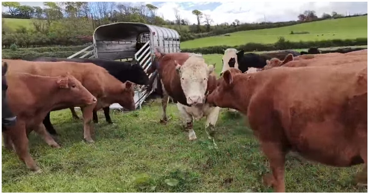 Коровы встречают быка Самсона