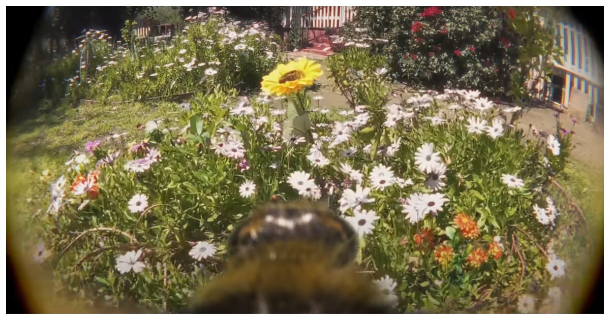 Если бы на пчелу повесили камеру