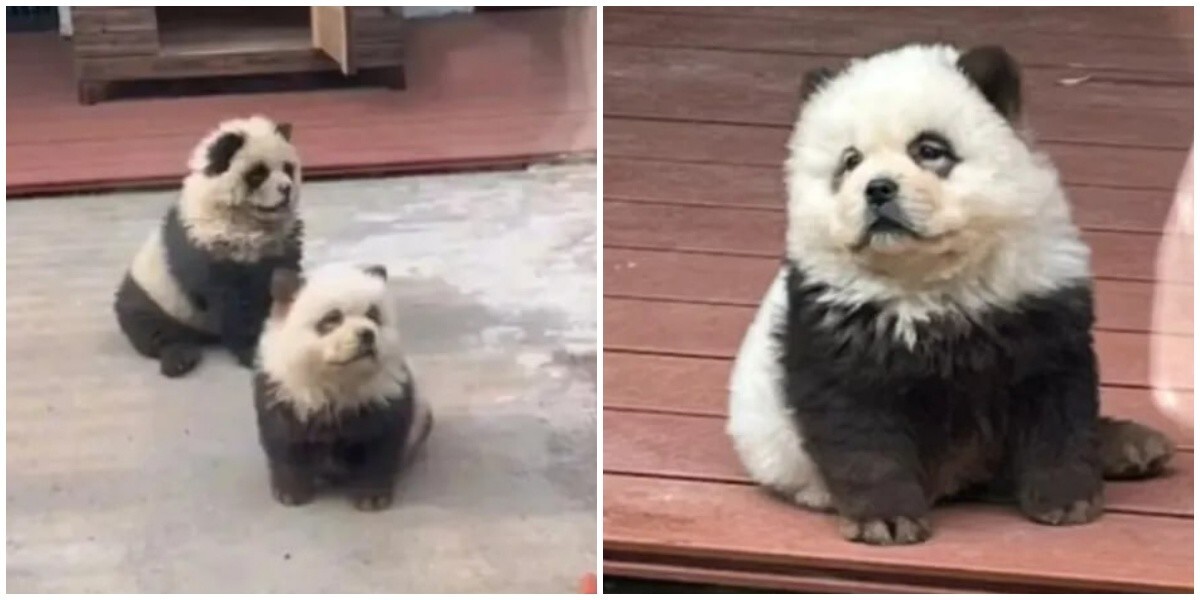 Китайский зоопарк перекрасил собак и пригласил посетителей посмотреть на “новый вид панд”