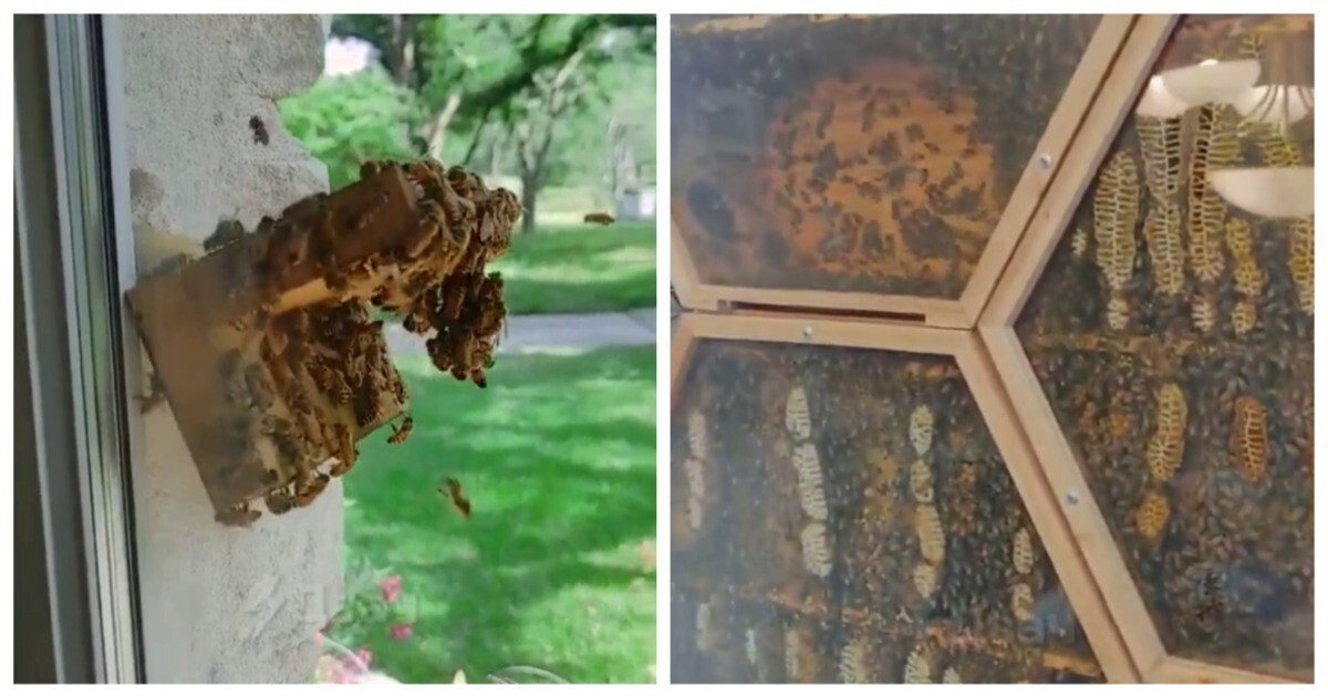 Любитель пчёл похвастался стеклянным ульем