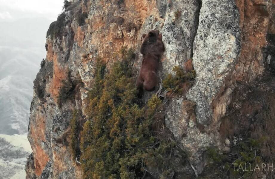 Медведь-альпинист  ловко забирается по скалам