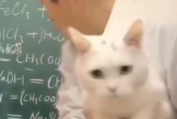 Учитель химии использует кота как указку во время лекции