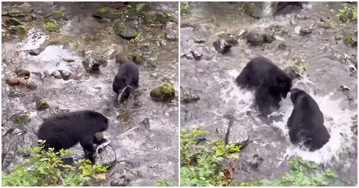 Медвежонок перепутал маму с другой медведицей
