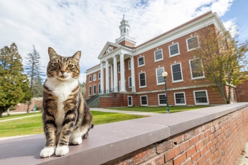 В&nbsp;американском вузе коту присвоили степень доктора наук