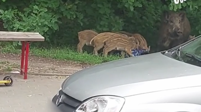 В Варшаве дикие кабаны отобрали у ребёнка рюкзак