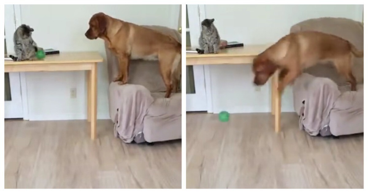 Пёс научил кота играть с ним в «принеси мяч»